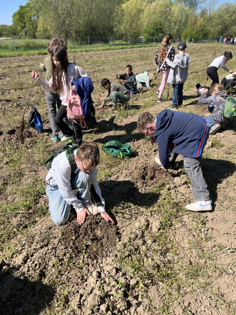 Mit großem Engagement setzen die Kinder neue Baumsetzlinge auf einer Pflanzfläche ein und lernen dabei spielerisch die Bedeutung von Nachhaltigkeit, Umweltbewusstsein und regionalem Naturschutz kennen. Die Baumpflanzaktion fördert soziale Verantwortung und stärkt das Bewusstsein für den Erhalt heimischer Wälder und eine grünere Zukunft.